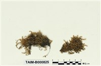 藏品(臺灣鱗葉苔)的圖片